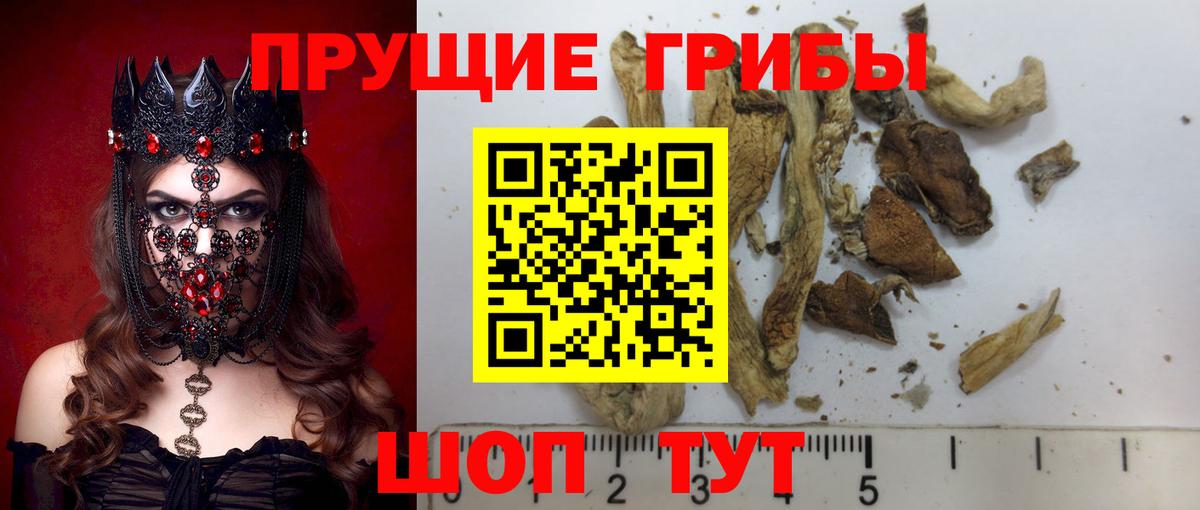 Псилоцибиновые грибы Psilocybe  Вход с VPN  Вышний Волочёк 
